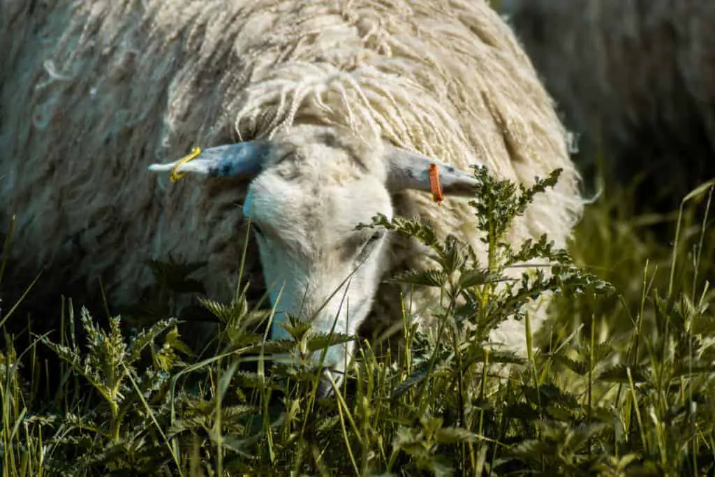 sheep stonehenge landscape horizontal