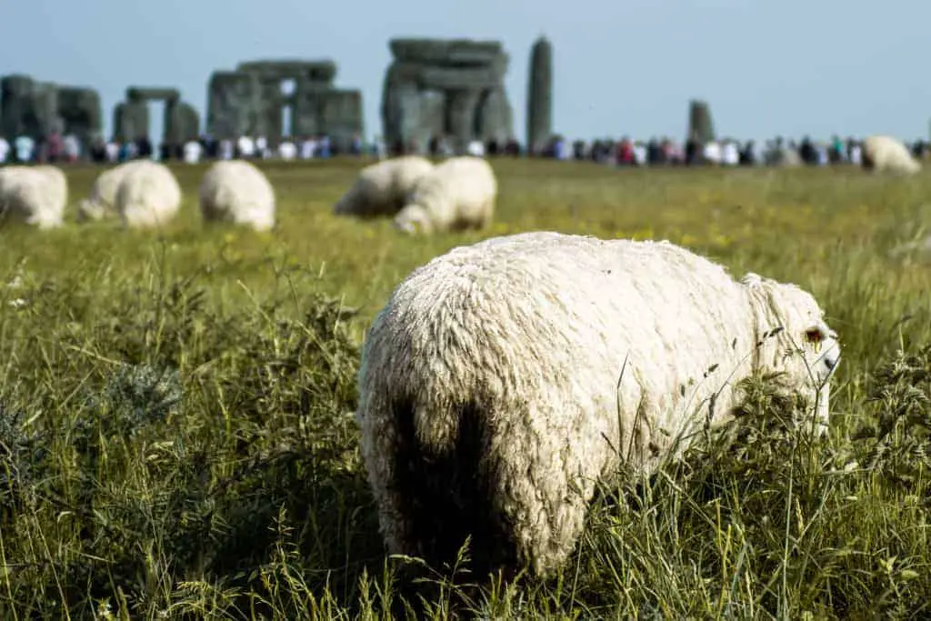 stonehenge landscape horizontal sheep england