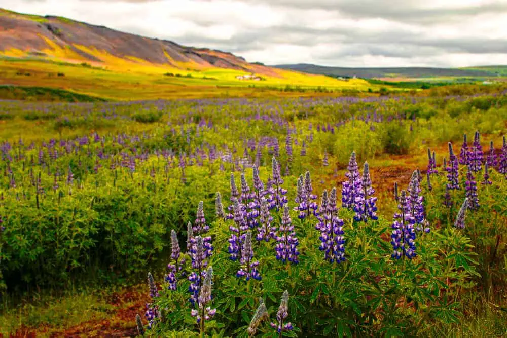 landscape horizontal iceland flowers