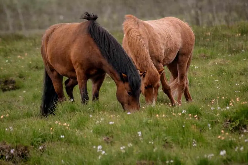 iceland horses ponies