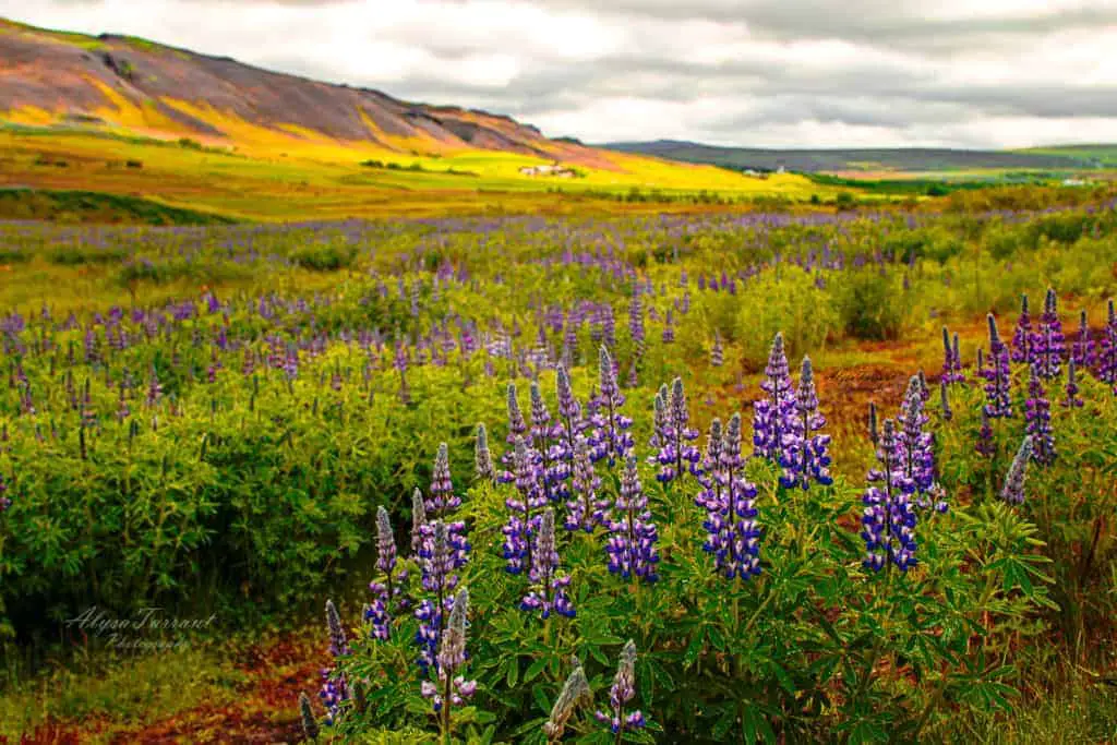 iceland landscape horizontal