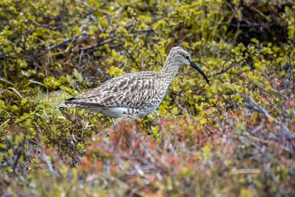 iceland bird landscape horizontal