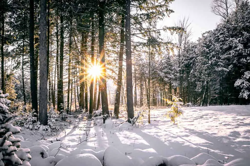sun vermont rutland winter snow forest horizontal landscape eco travel tips eco friendly tourism