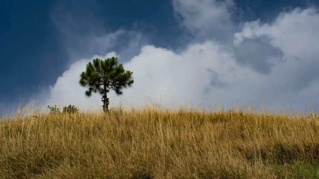 field of wheat landscape horizontal unsplash stock photo