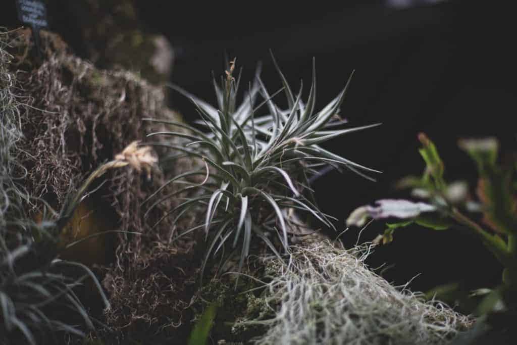 barbican conservatory london stock photo unsplash plants best gardens in london