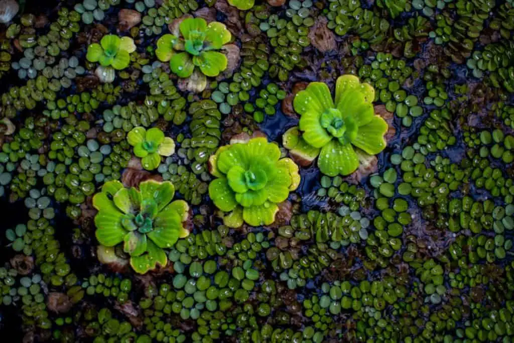 botanical amazing garden spain flatlay watermark