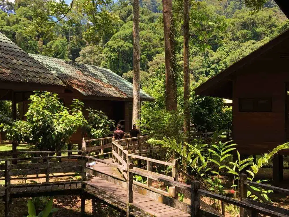 Borneo-Rainforest-Eco resort eco hotel Lodge-walkways-Travel-Collecting