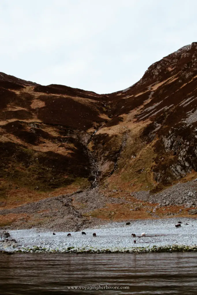 oban sealife boat tour wild goats scotland road trip landscape views