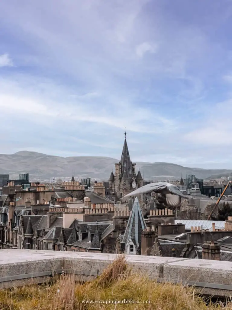 view from the national museum of scotland rooftop terrace with pigeon flying across edinburgh attractions