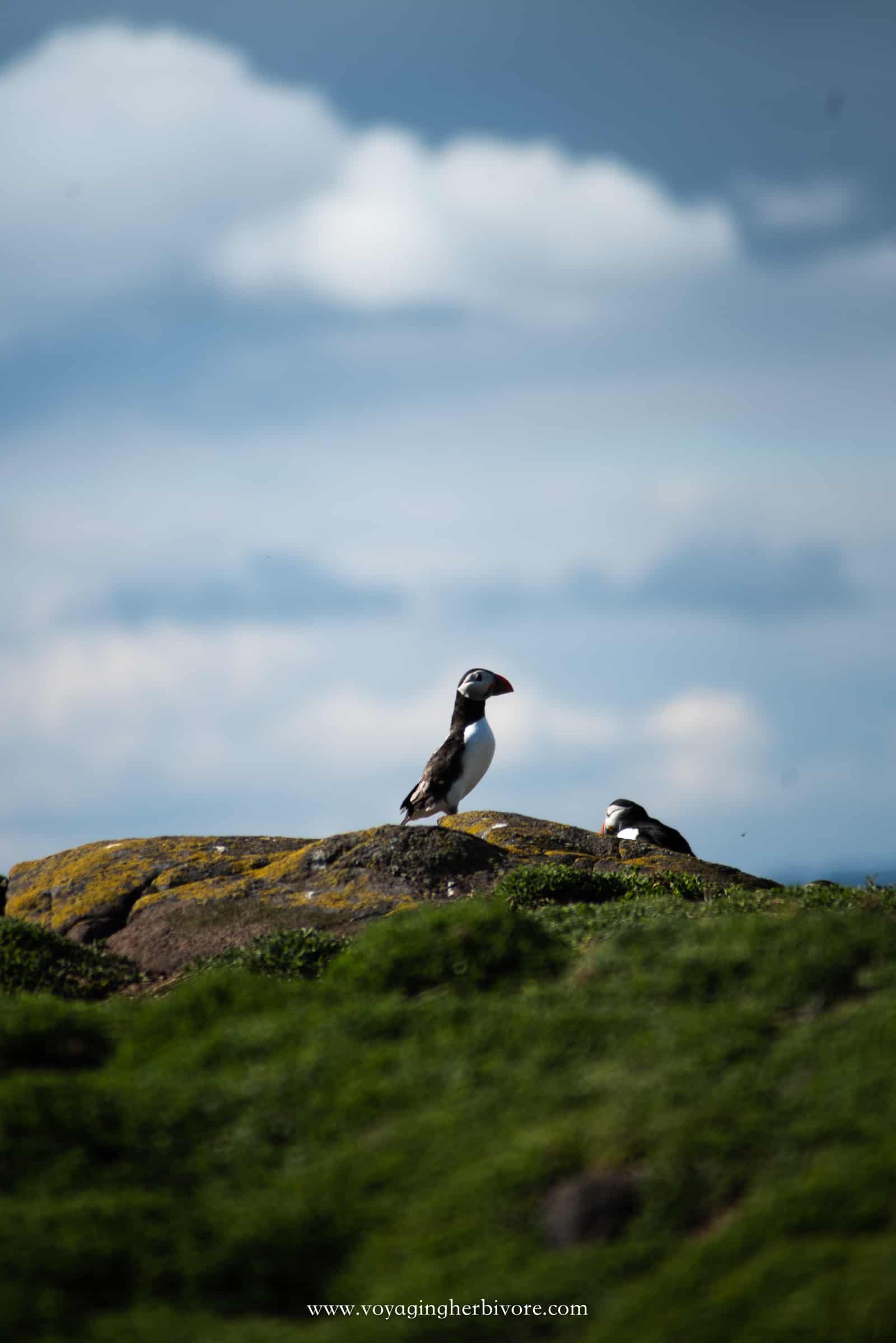 edinburgh puffins isle of may scottish seabird center boat tour