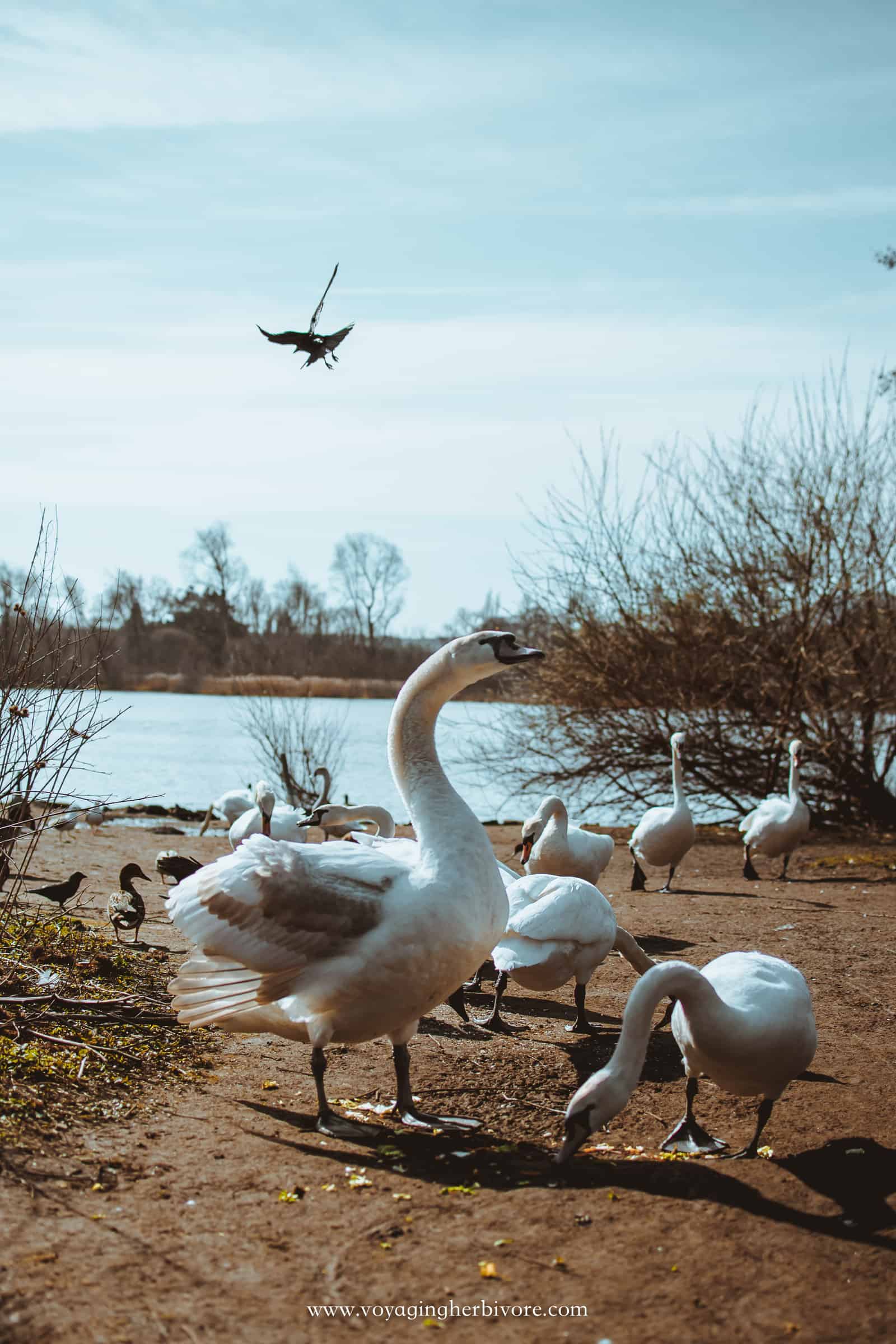 swans at duddingston loch edinburgh