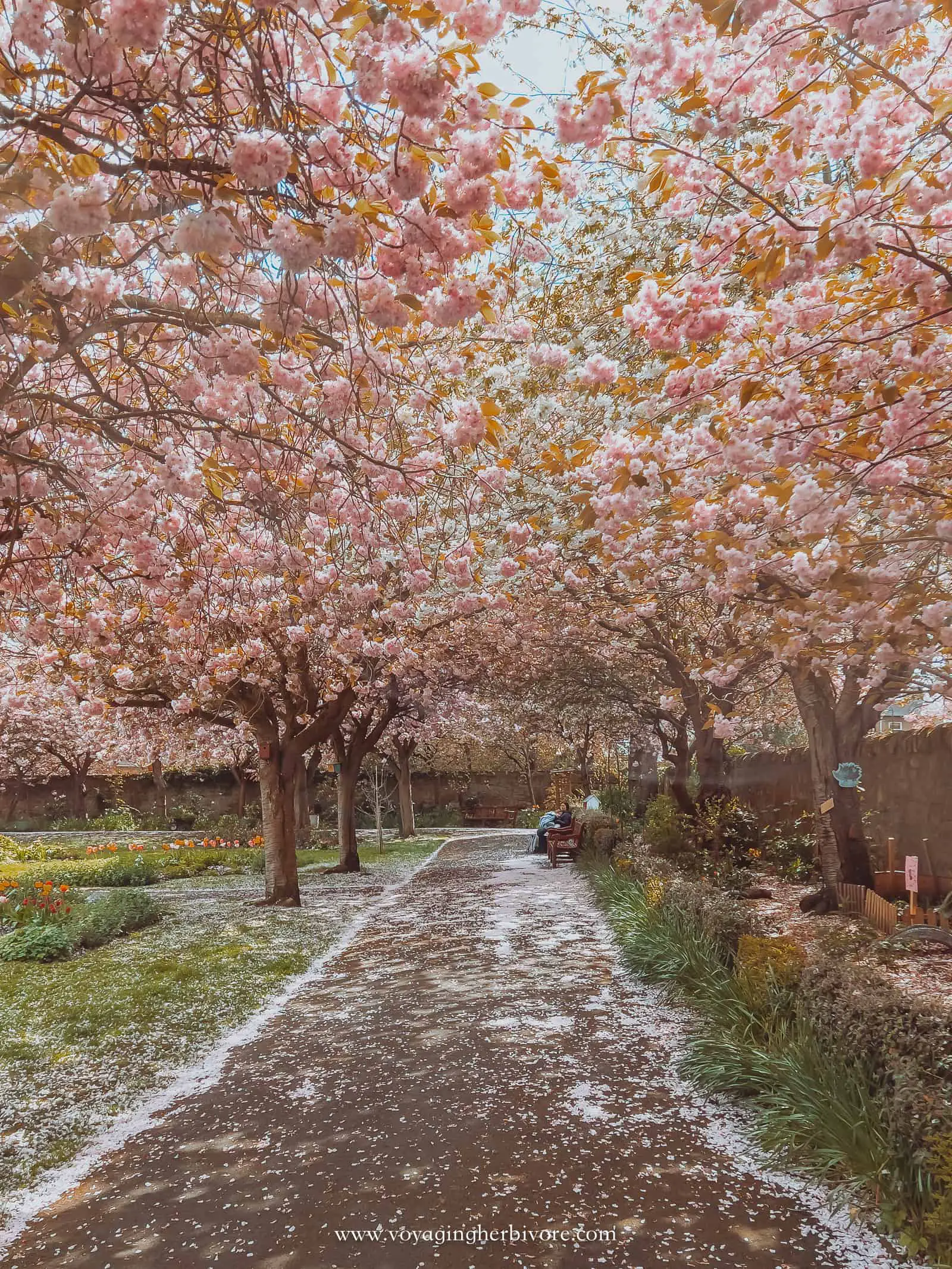 starbank park edinburgh cherry blossoms