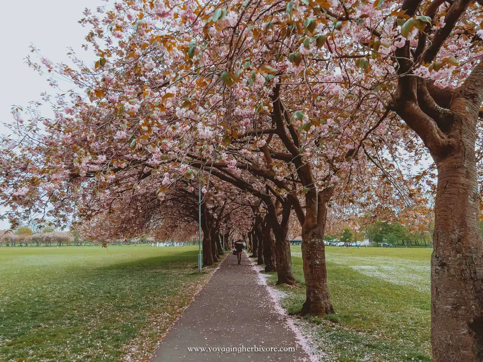 the meadows edinburgh cherry blossoms