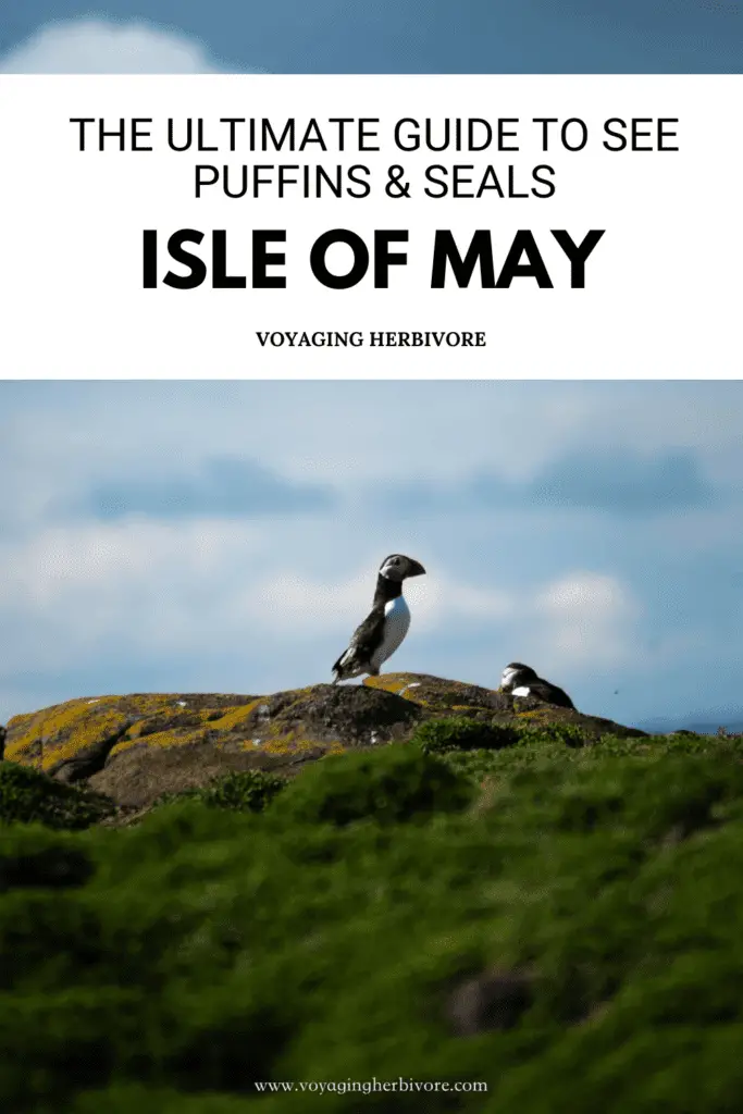 isle-of-may-guide-how-to-see-puffins