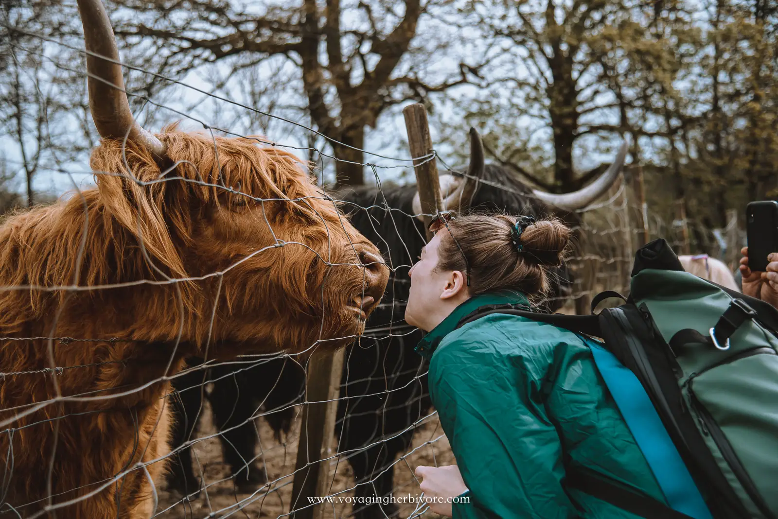 feeding a highland cow kisses