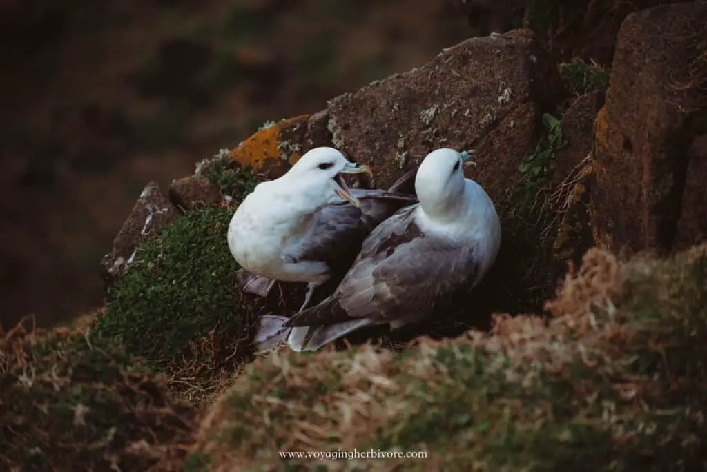 Isle Of May Boat Trip: Read This Before Seeing The Puffins