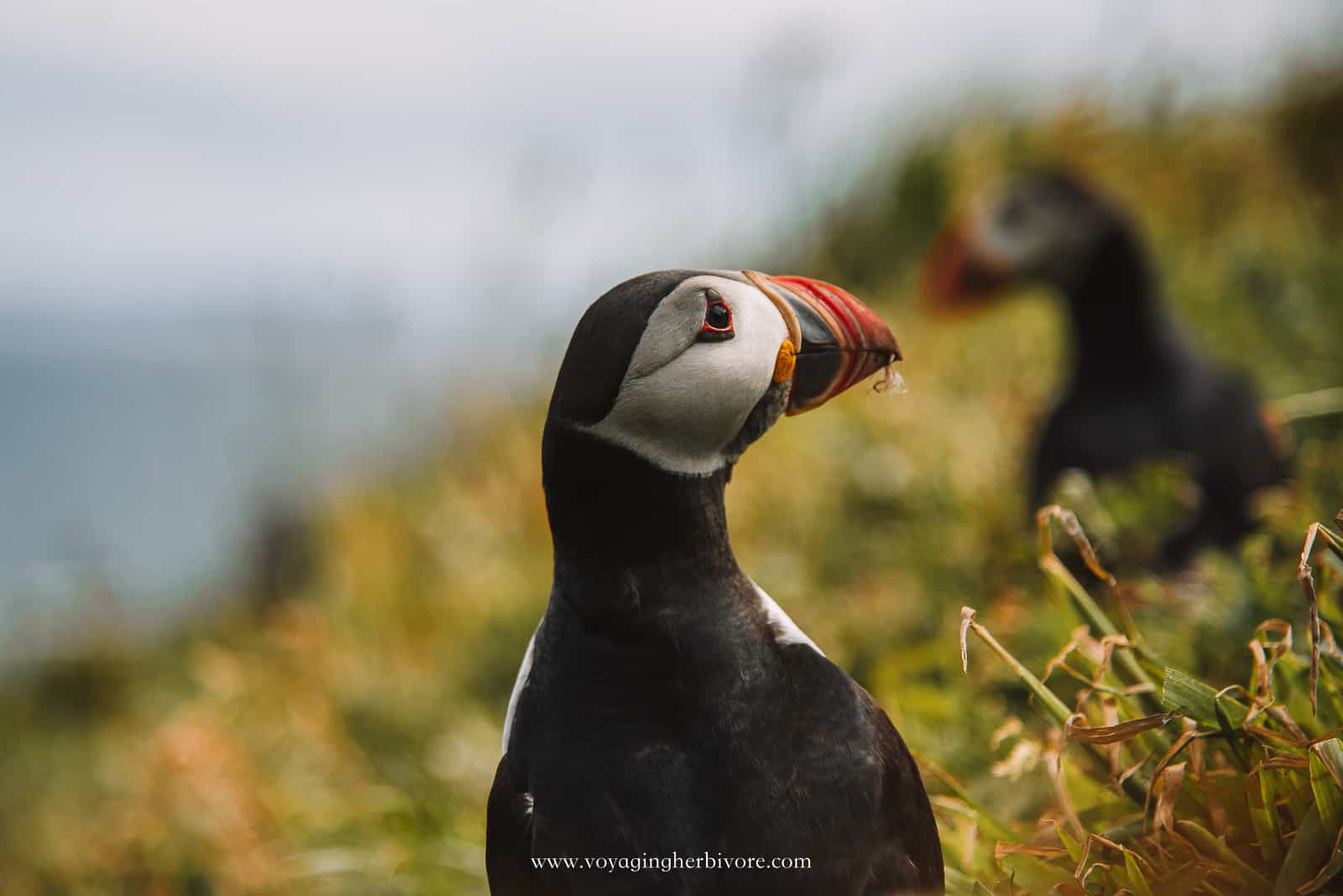 isle of staffa puffins in scotland