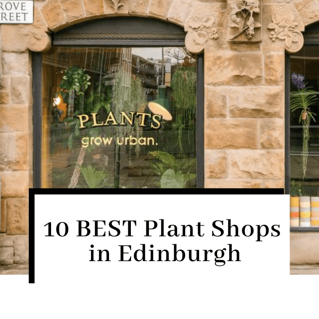 10 INCREDIBLE Plant Shops in Edinburgh Voyaging Herbivore