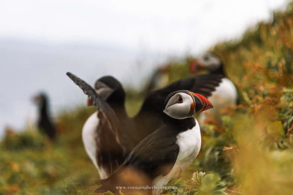 puffins in scotland staffa island