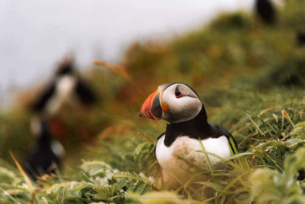 puffins in scotland staffa island