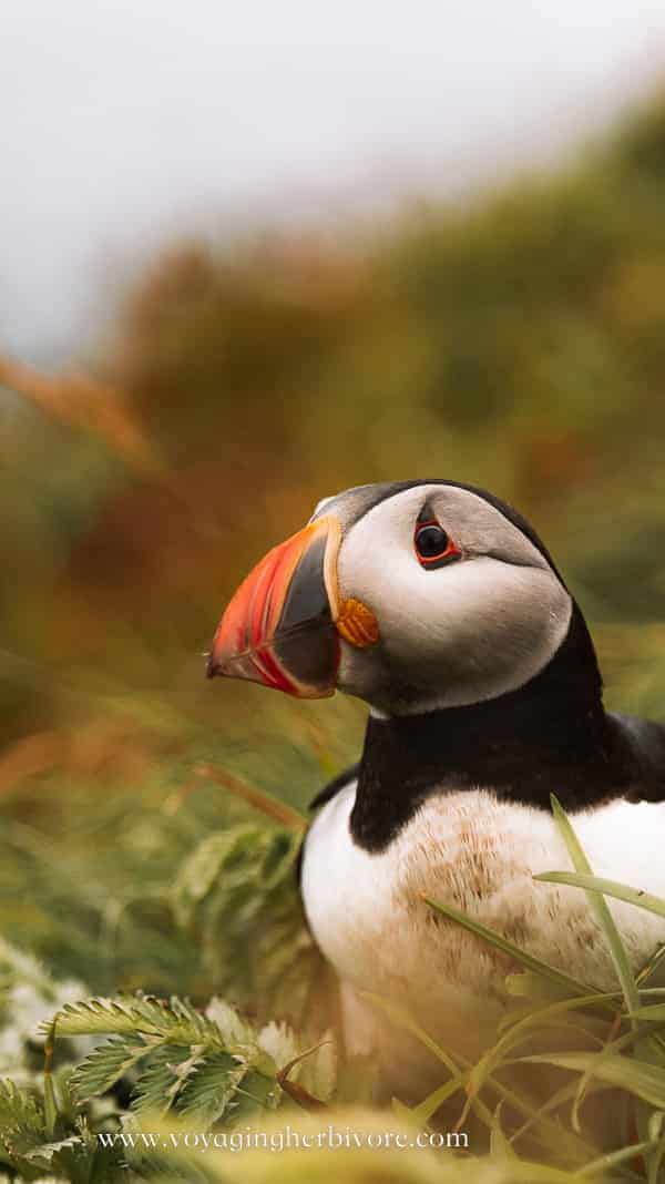 puffins in scotland staffa island