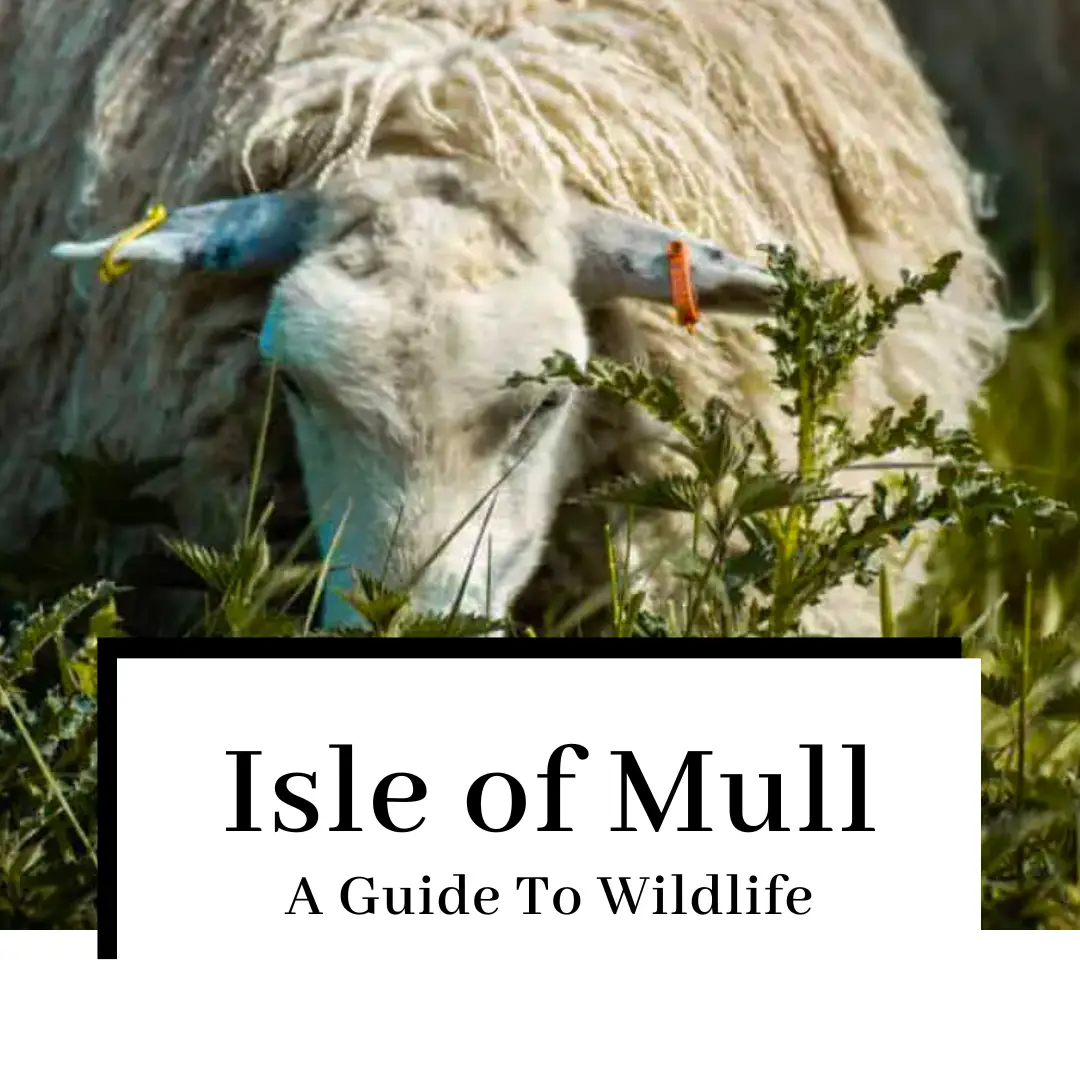 Wildlife on Mull – 12 Animals You Can See on Your Trip to the Isle of Mull
