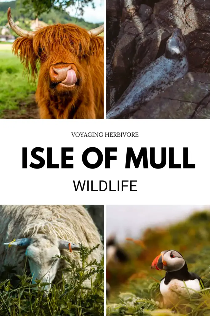 Wildlife on Mull - 12 Animals You Can See on Your Trip to the Isle of Mull