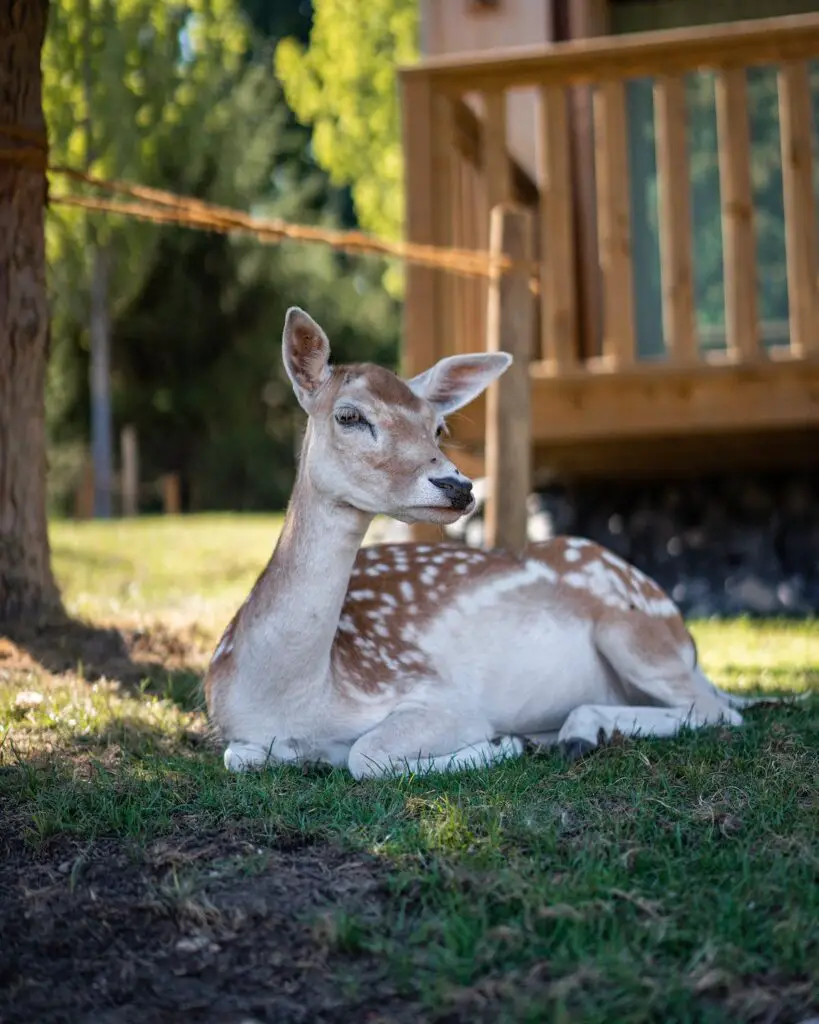 deer isle of mull animal