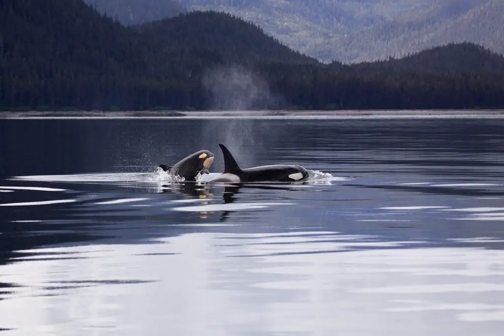 orcas isle of mull
