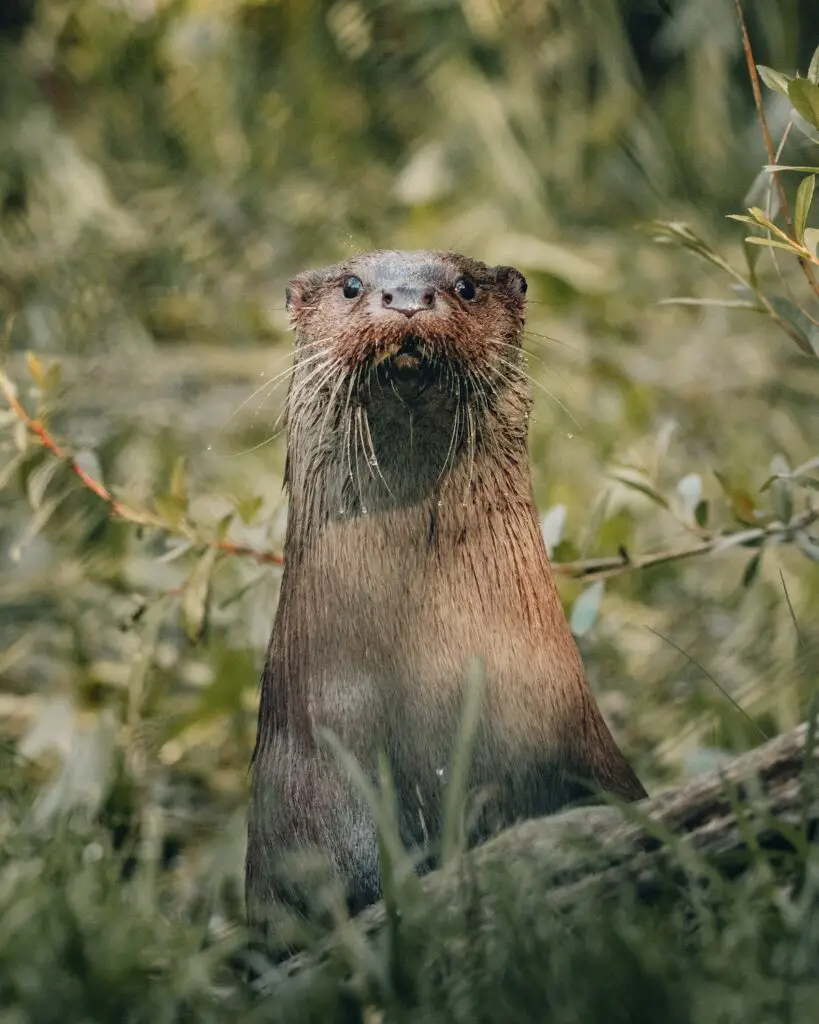 otter isle of mull animal