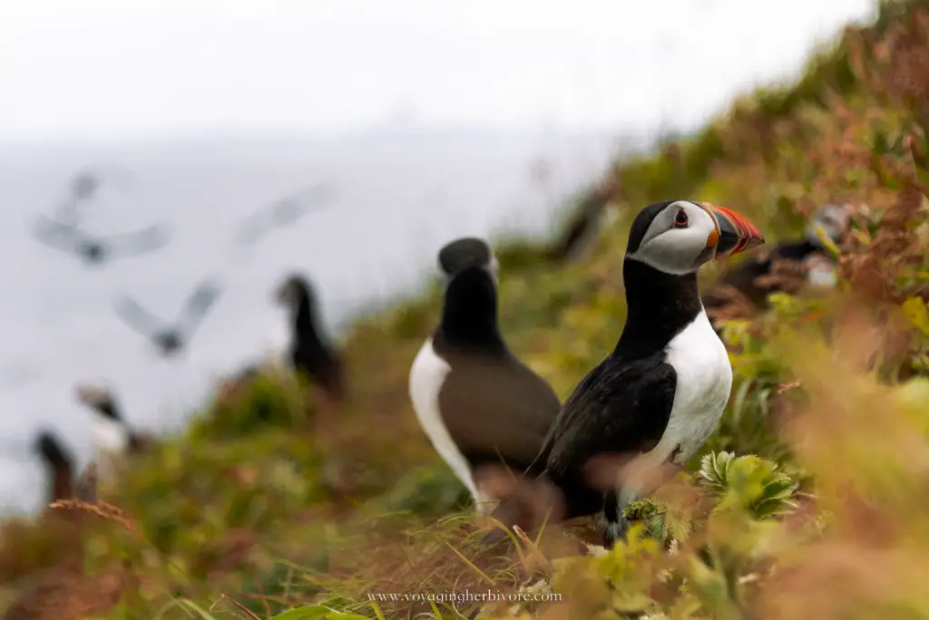 puffins on the isle of staffa in scotland