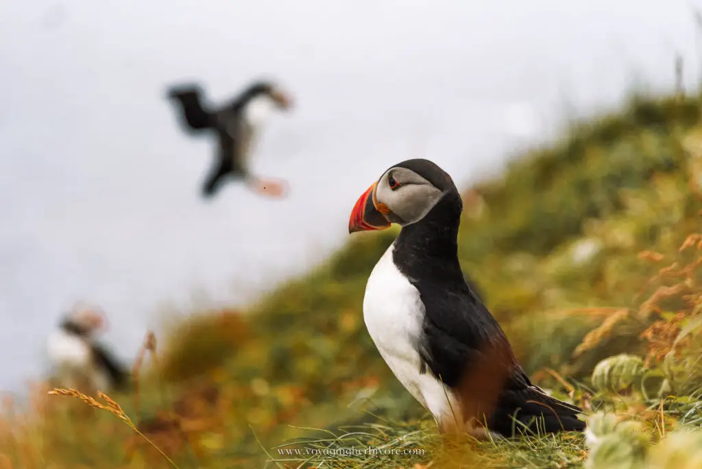 puffins on the isle of staffa hebrides in scotland land