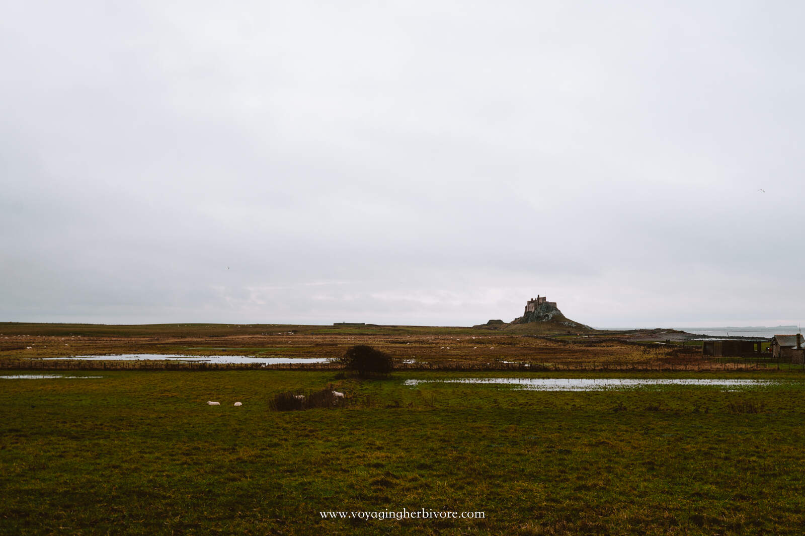 Holy Island and Lindisfarne Tide Times and More Voyaging Herbivore