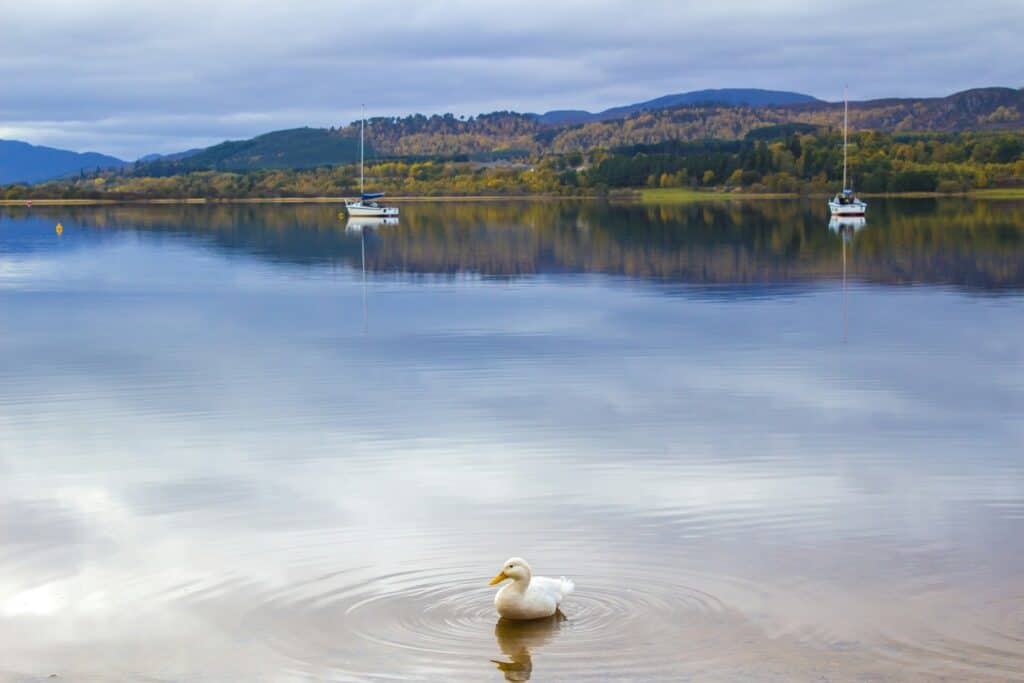 loch morlich cairngorms nations park duck on water with boats in background