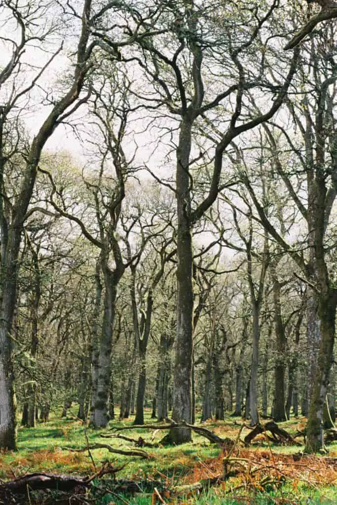 kinclaven bluebell woods scotland on film